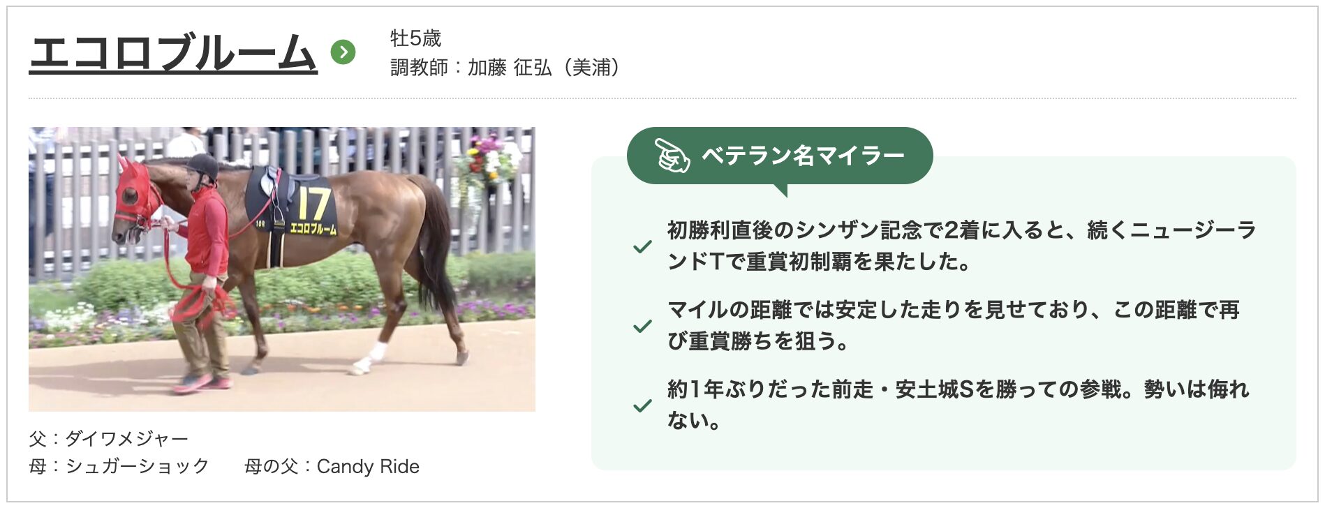 競馬　競走馬　エコロブルーム