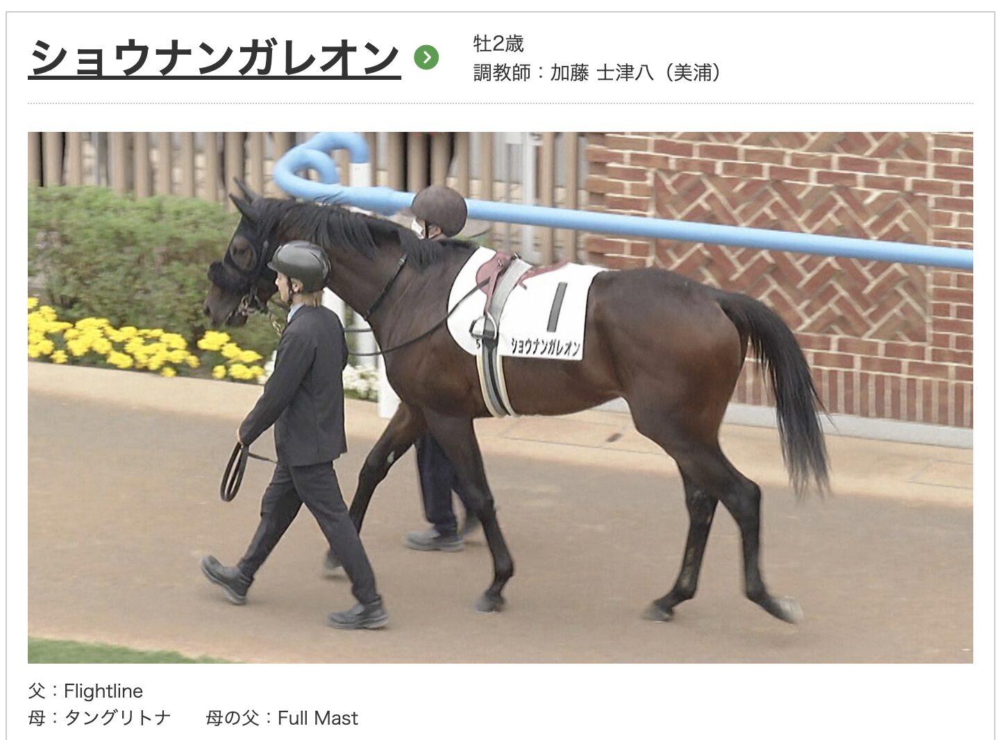 競馬　競走馬　ショウナンガレオン