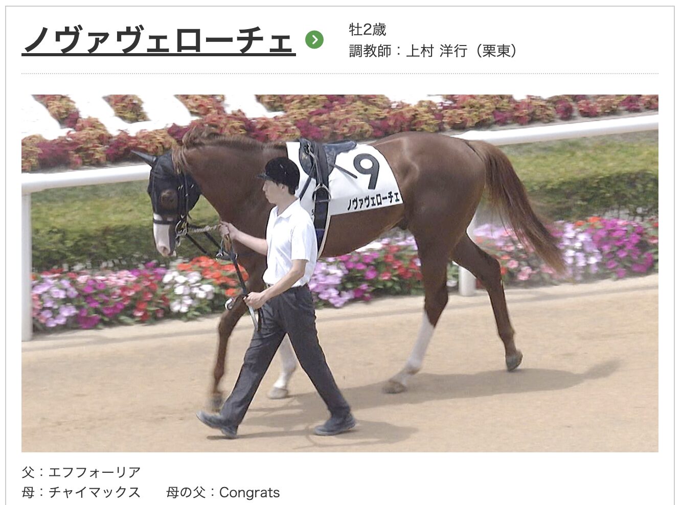 競馬　競走馬　ノヴァヴェローチェ