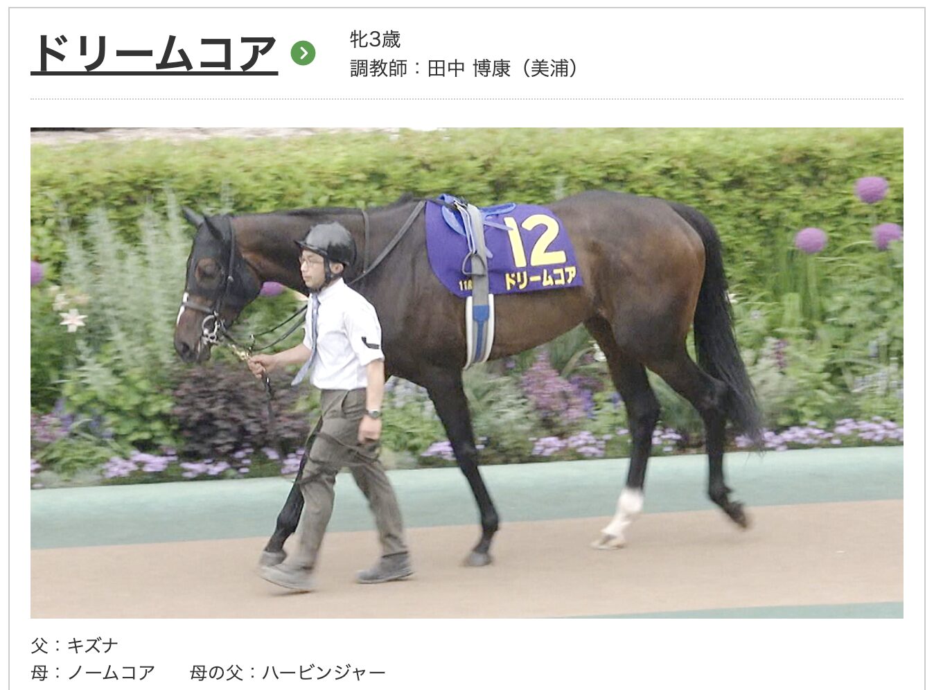競馬　競走馬　ドリームコア