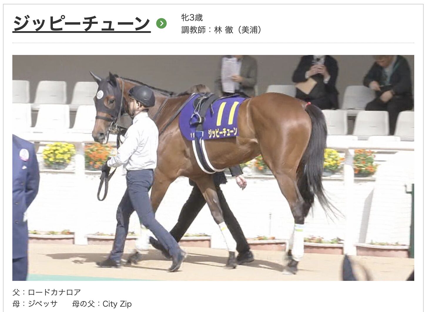競馬　競走馬　ジッピーチューン