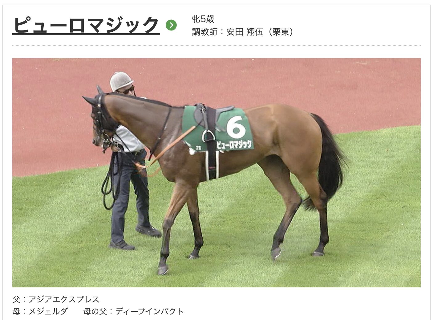 競馬　競走馬　ピューロマジック