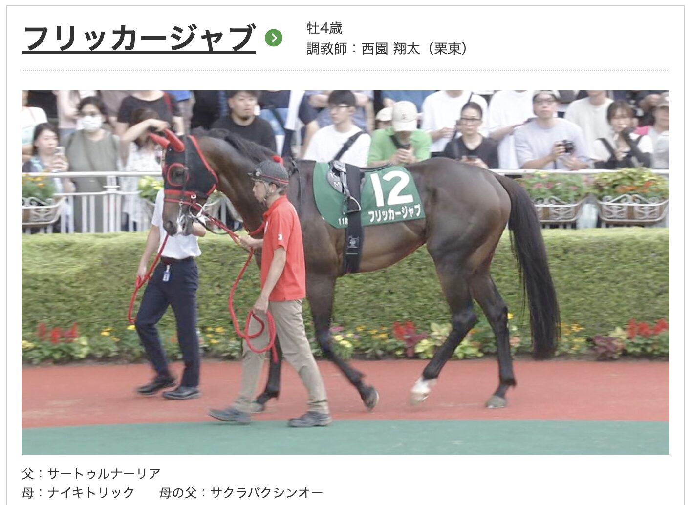 競馬　競走馬　フリッカージャブ