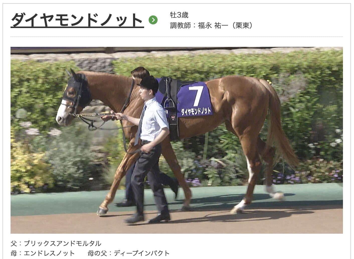 競馬　競走馬　ダイヤモンドノット