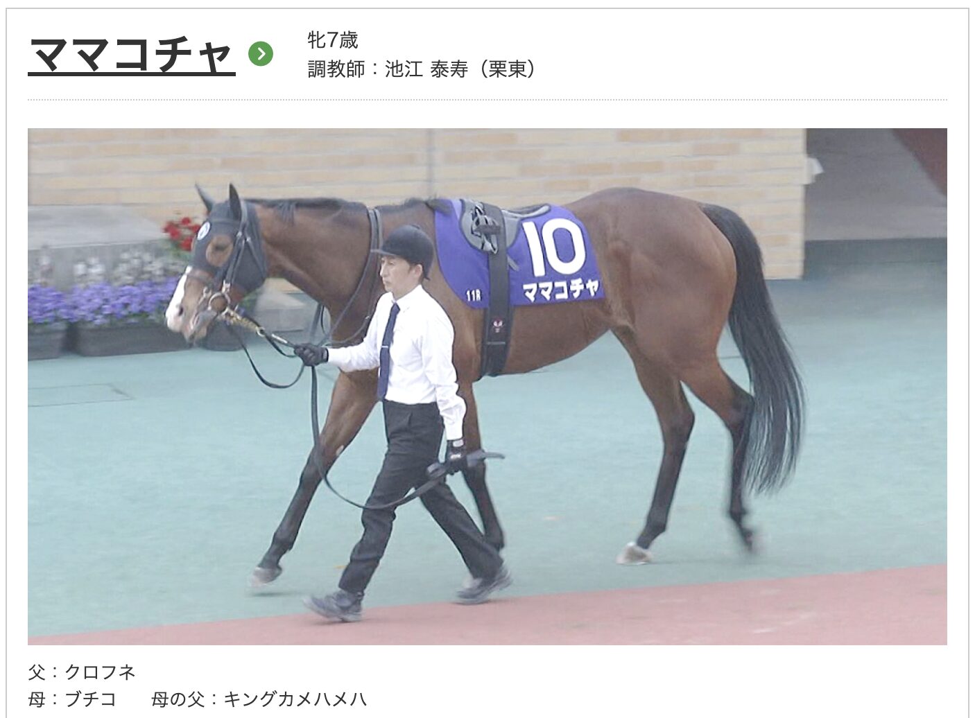 競馬　競走馬　ママコチャ